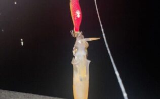 ベイカの釣果です