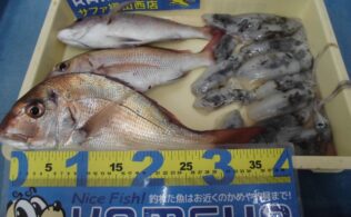 2025/09/06 伯方島 サップ釣り アオリイカ 真鯛