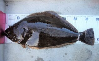 船釣りではいろいろ釣れています！