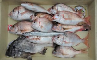 フカセ釣りでいろいろ釣れています！