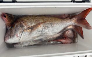 真鯛釣果