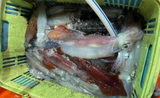 シロイカ釣果