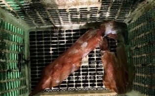 9月7日ケンサキイカ