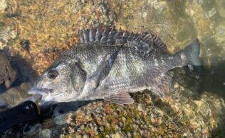 河口ではチヌが好調に釣れています。