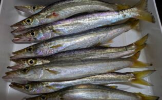 カマスが釣れています！