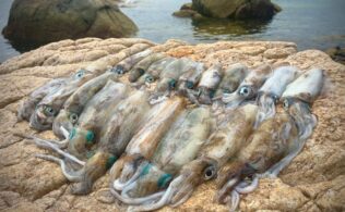今シーズンアオリイカ釣果まとめ