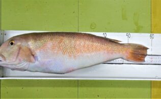 釣果お持ち込み　白甘鯛登場！