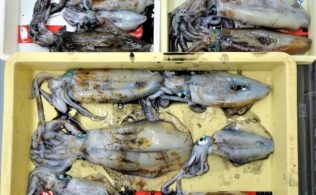 釣果お持ち込み！
