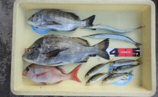 フカセ釣りでいろいろ釣れています！