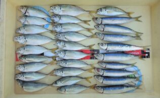 アジにウルメイワシ釣れています！