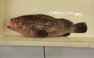 アコウの釣果です