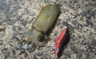アオリイカ釣果
