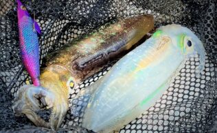 アオリイカの釣果です。