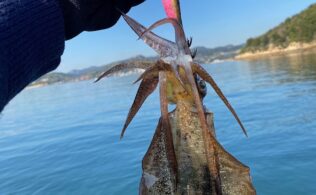 船アオリイカ釣果