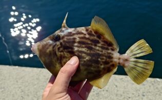 呉方面　カワハギ