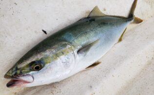 青物連日あがってます！