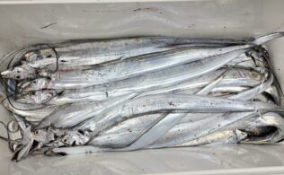 陸からタチウオ爆釣！！