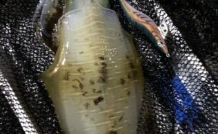 【おかっぱりエギング最新】アオリイカ