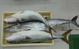 雨中のショアジギング