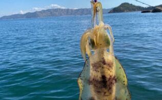 アオリイカ釣果