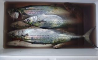 11月4日サゴシ サワラ