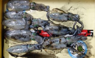 アオリイカ釣れています！