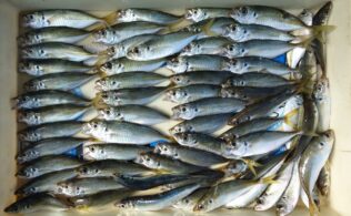 アジも良く釣れています！