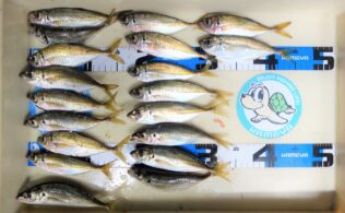 いろいろ釣れてます！