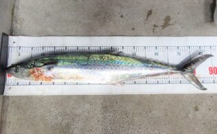 釣れればデカい？？サワラ釣れています！