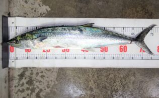 鰆のお持込みを頂きました！