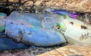 アオリイカの釣果です。