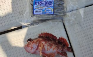 船カサゴ釣りはいかがでしょうか！