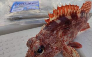 カサゴ釣果です