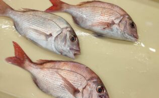 真鯛の釣果です