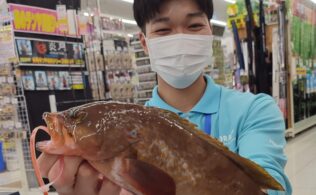 アコウの釣果です