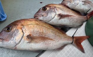 真鯛釣果
