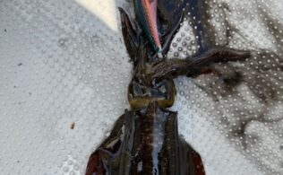 ティップラン釣果