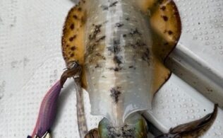 ティップラン釣果