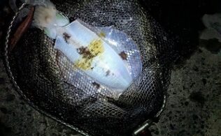 11月10日アオリイカ