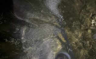 河川でシーバス釣れてますっ(^^♪