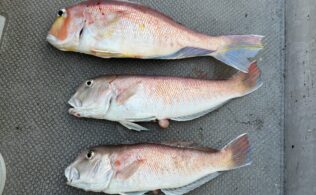 宇和島・海道丸アマダイ