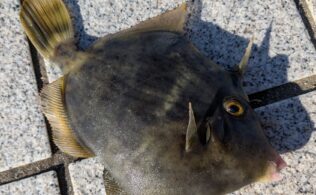 2025.11/6 　呉方面　カワハギ20㎝まで