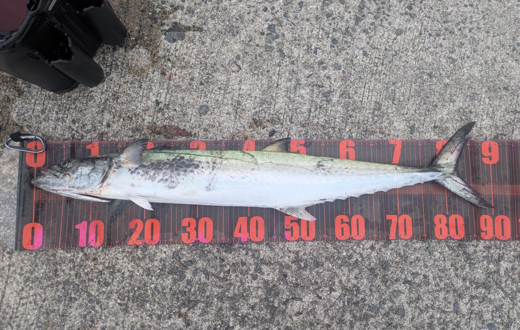 🎣サワラ🎣ビッグサイズ🔥🔥波止からのショアジギング🎣 | かめや釣具