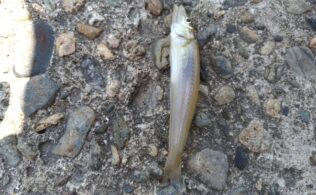 キスの釣果です