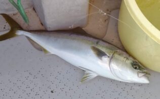 落とし込みの釣果です