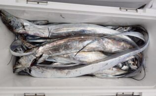 2025/11/12　タチウオ