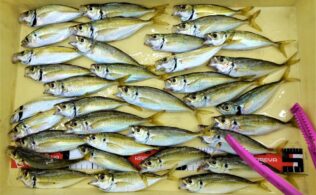 アジに、アオリイカに！