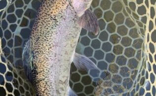 11/11 トラウト　フィッシャーリゾートしょうばら