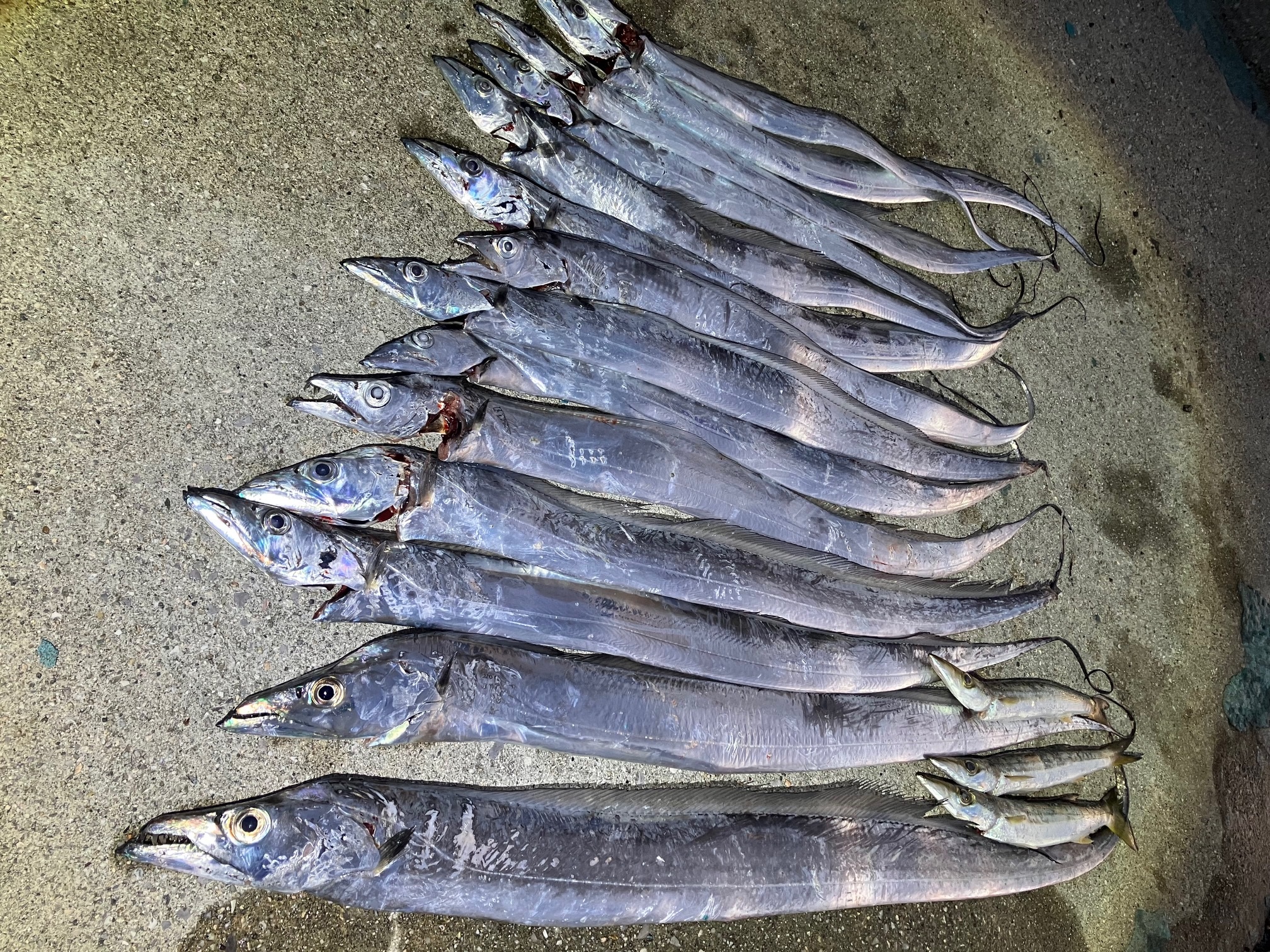 周防大島 タチウオ | かめや釣具