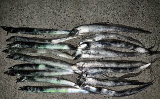 太刀魚よく釣れていますよ！